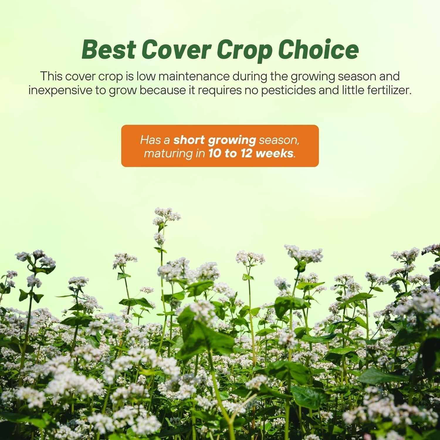 Buckwheat Seeds - 10lbs for Sustainable Cover Crop & Biodiversity Enhancement