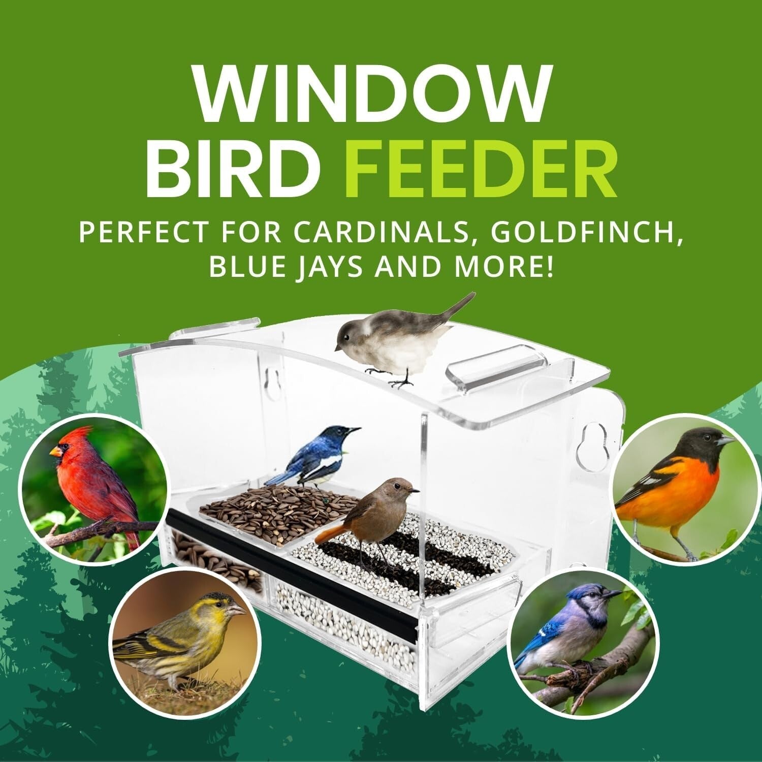 Eco-Friendly Clear Bird Feeder with Strong Suction Cups for Hummingbird Viewing