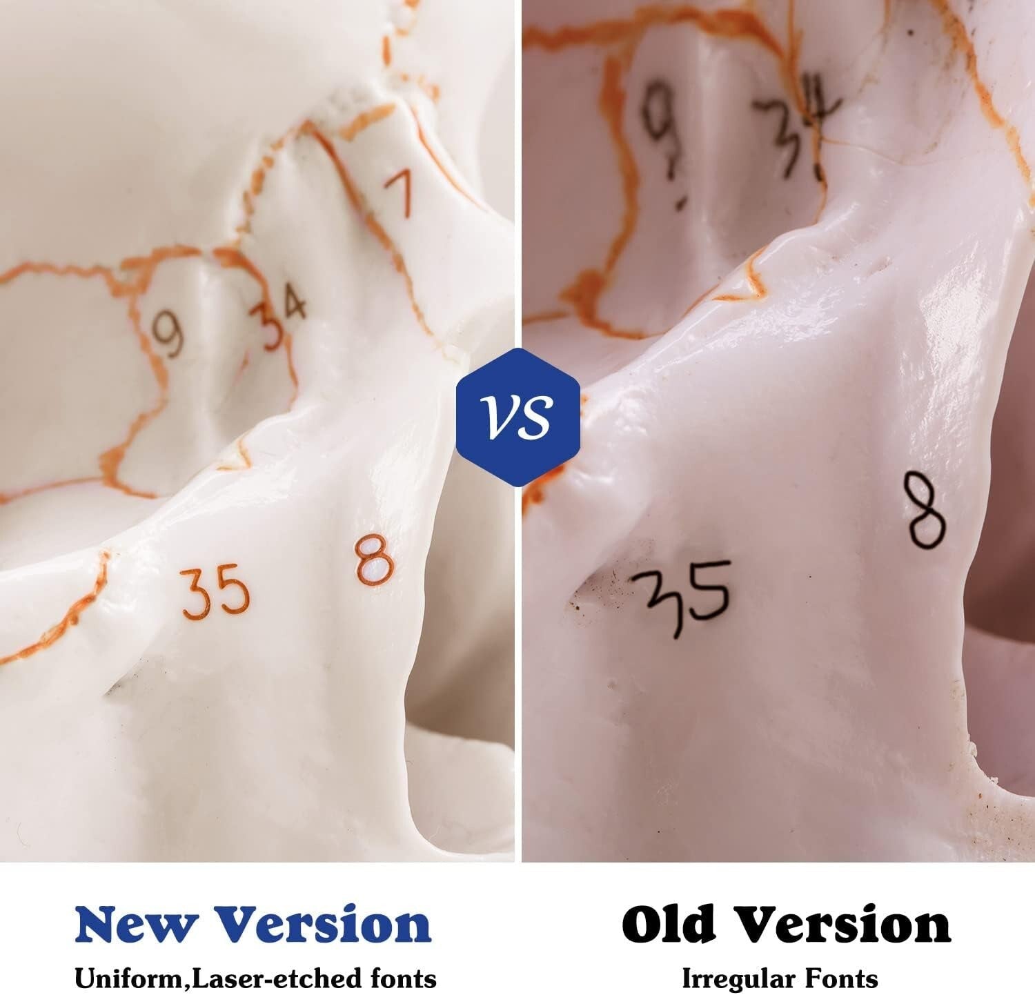 Non-Toxic PVC Life-Size Anatomical Skull with Permanent Laser Fonts for Learning