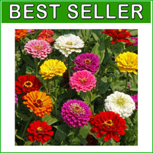 Load image into Gallery viewer, Vibrant Mix of California Giant Zinnia Seeds - 1 lb for Stunning Flower Displays