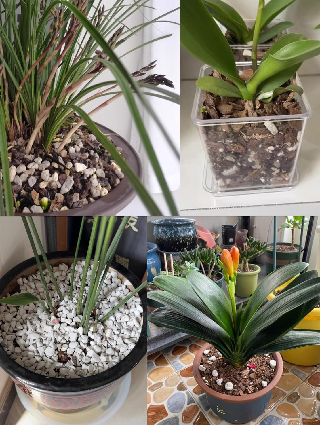 Natural 30QT Perlite for Aeration & Drainage - Ideal Soil Amendment for Plants