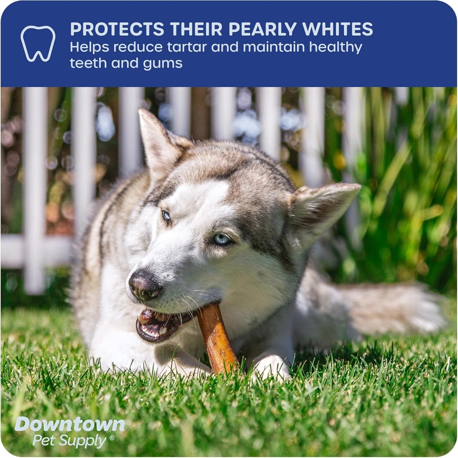 Natural 12 Inch Bully Stick Chews for Dogs - Grain-Free, Low Odor, 1 lb. Pack