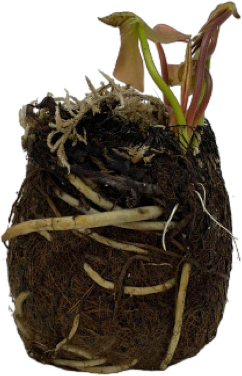 Elegant Aquatic Plants - Real Water Lilies for Garden Ecosystem Enrichment