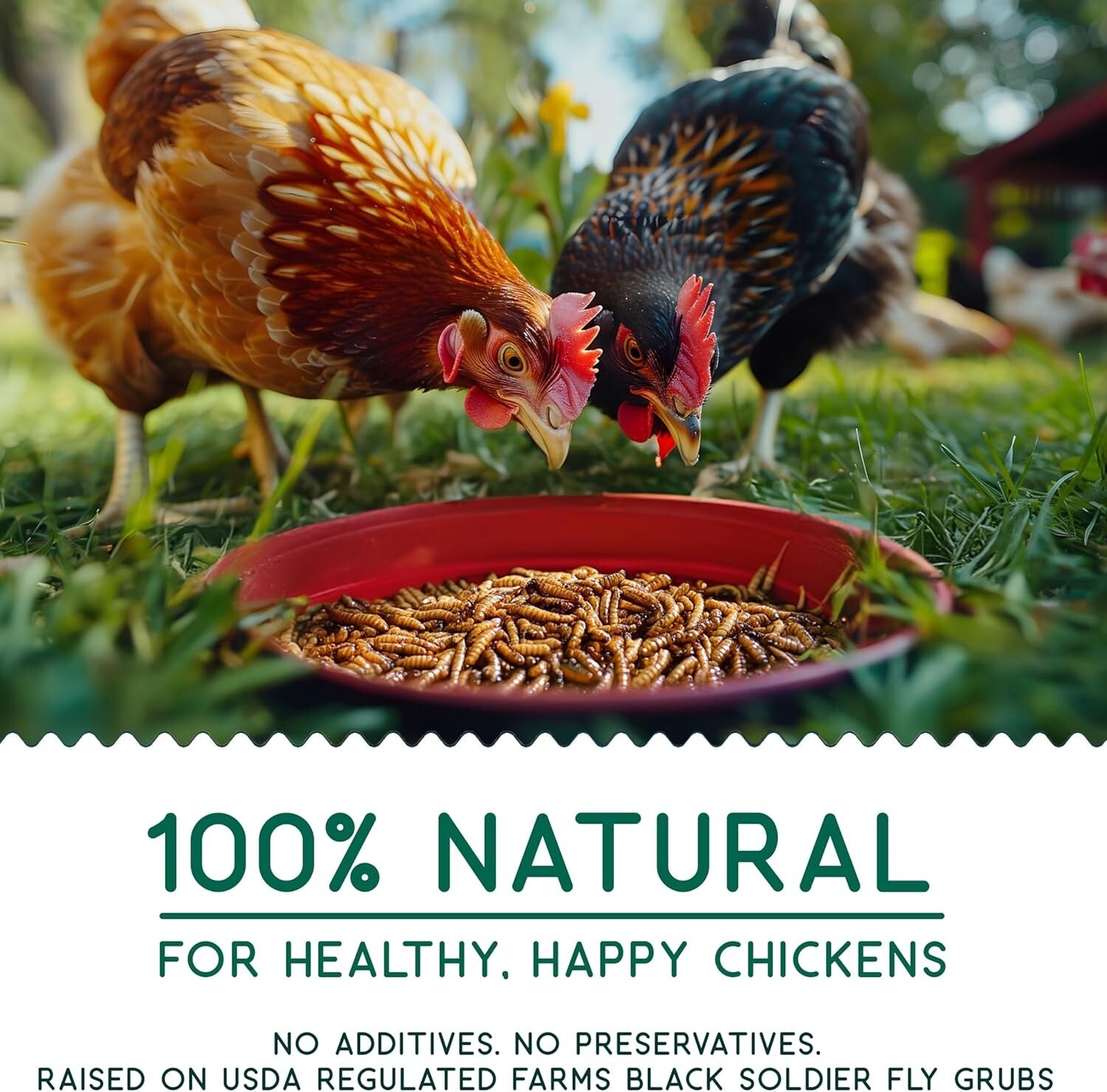 10 lbs Dried Black Soldier Fly Larvae - Protein-Rich Calcium Treats for Chickens