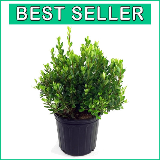 Dense Growing Azalea 'Blaauw's Pink' | Perfect Salmon Pink Blooming Shrub