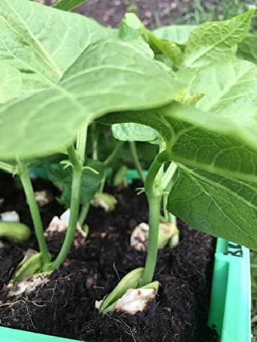 Authentic Mini 4 Hand-Held Soil Block Maker - Eco-Friendly Gardening Tool