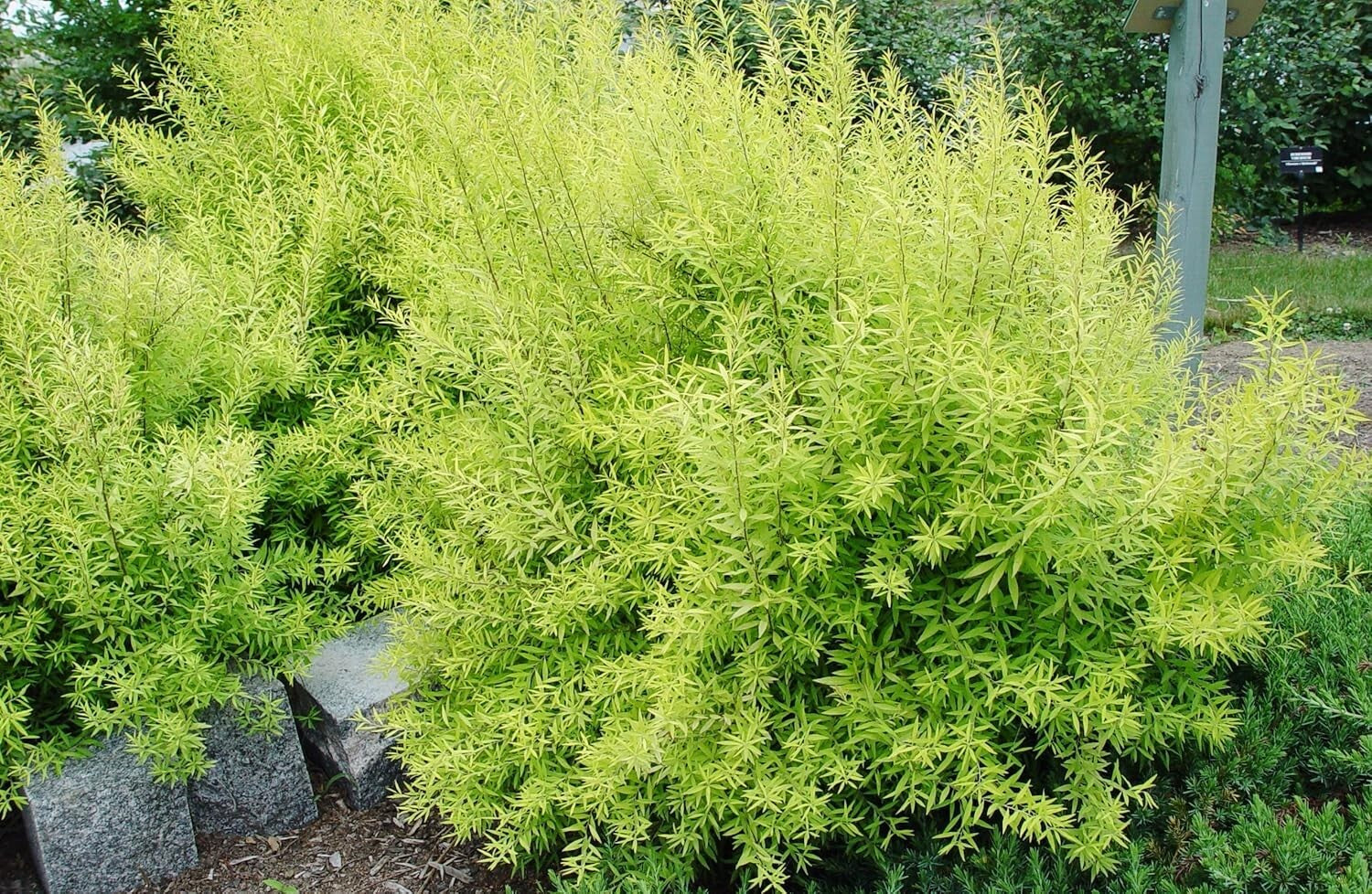 Enchanting Mellow Yellow Spirea – Beautiful Springtime White Blooms Included