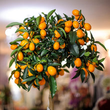 Load image into Gallery viewer, Organic 30qt Potting Soil for Citrus Trees – Ideal for Indoor and Outdoor Use