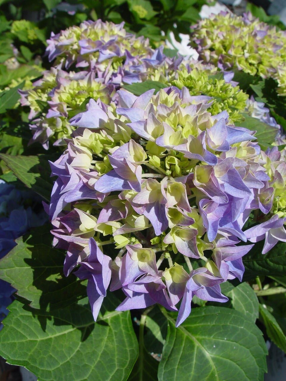 Beautiful Rhythmic Blue Hydrangea in 3 Gallon Pot - Spring Bloomer for Zones 5-9