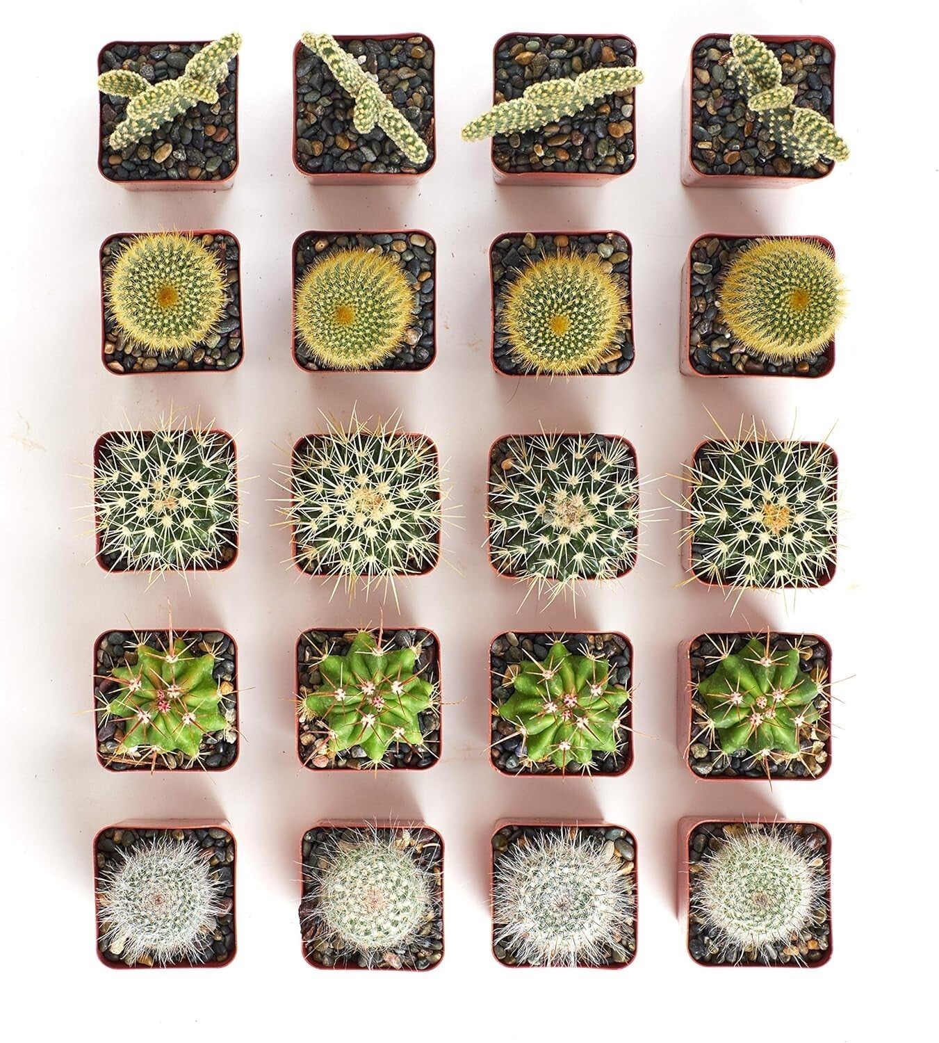 Premium Bulk Cactus Collection - 100 Hardy Mini Plants for Easy Care Gardening