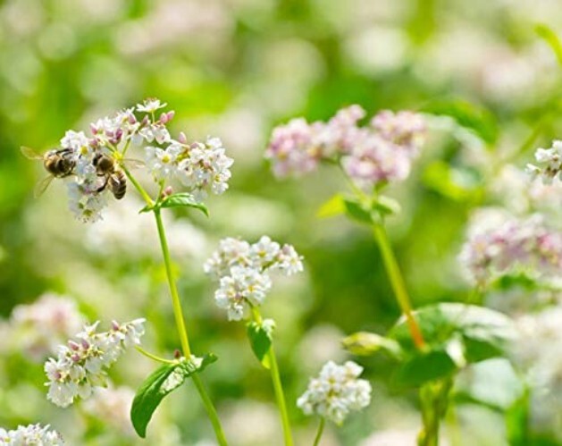 Versatile Organic Buckwheat Groats - 25 Pounds of Healthy Whole Grain Cereal