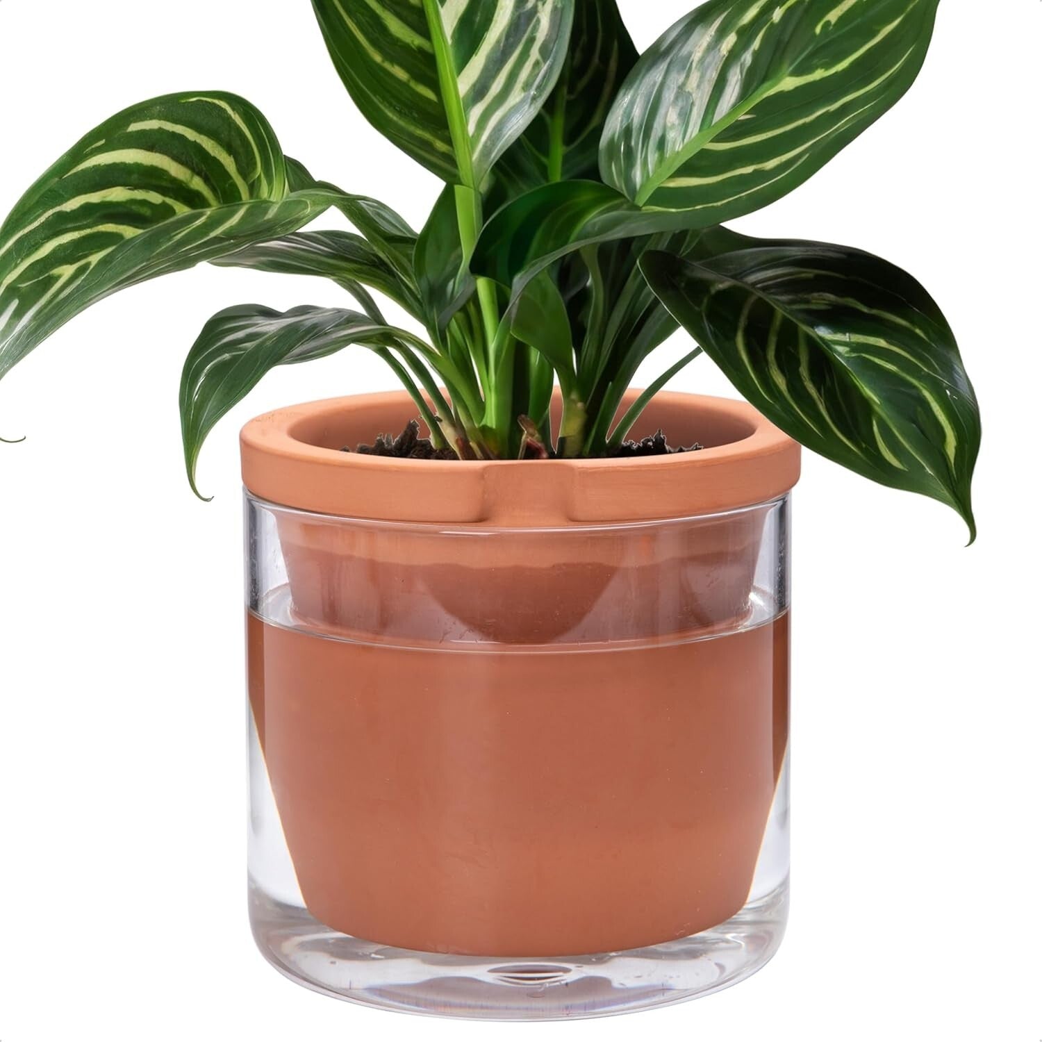 8 Inch Self-Watering Terracotta Planter with Glass Reservoir - Modern Elegance