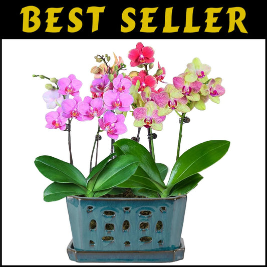 Durable Ceramic Orchid Pot with Saucer - 9.7" Teal Indoor/Outdoor Planter