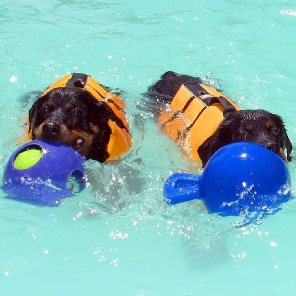 Interactive 10-Inch Blue Tug-N-Toss Dog Toy - Perfect for Fetch & Water Fun