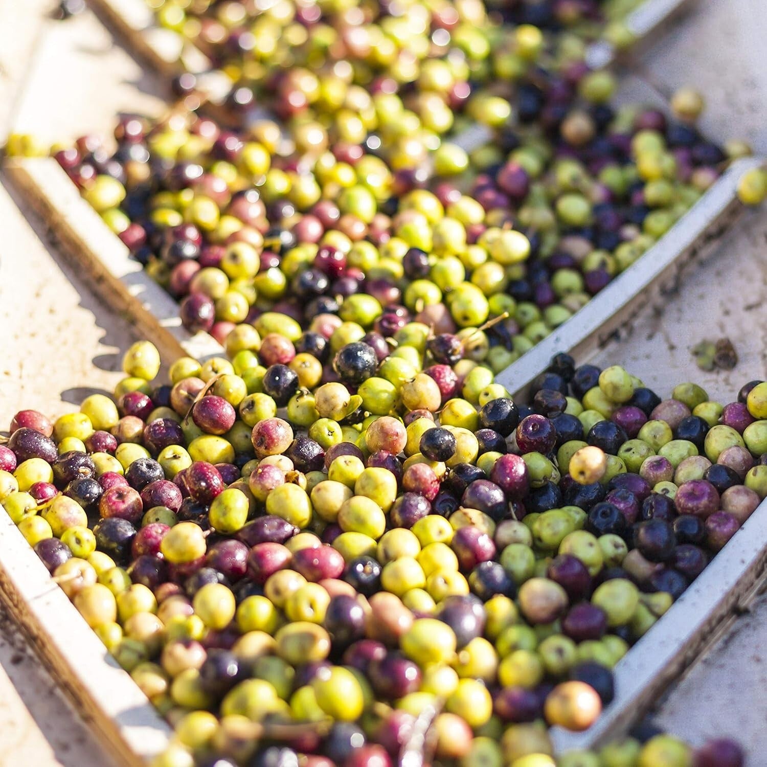 California's Finest: Organic White Truffle Infused Extra Virgin Olive Oil, 250ml