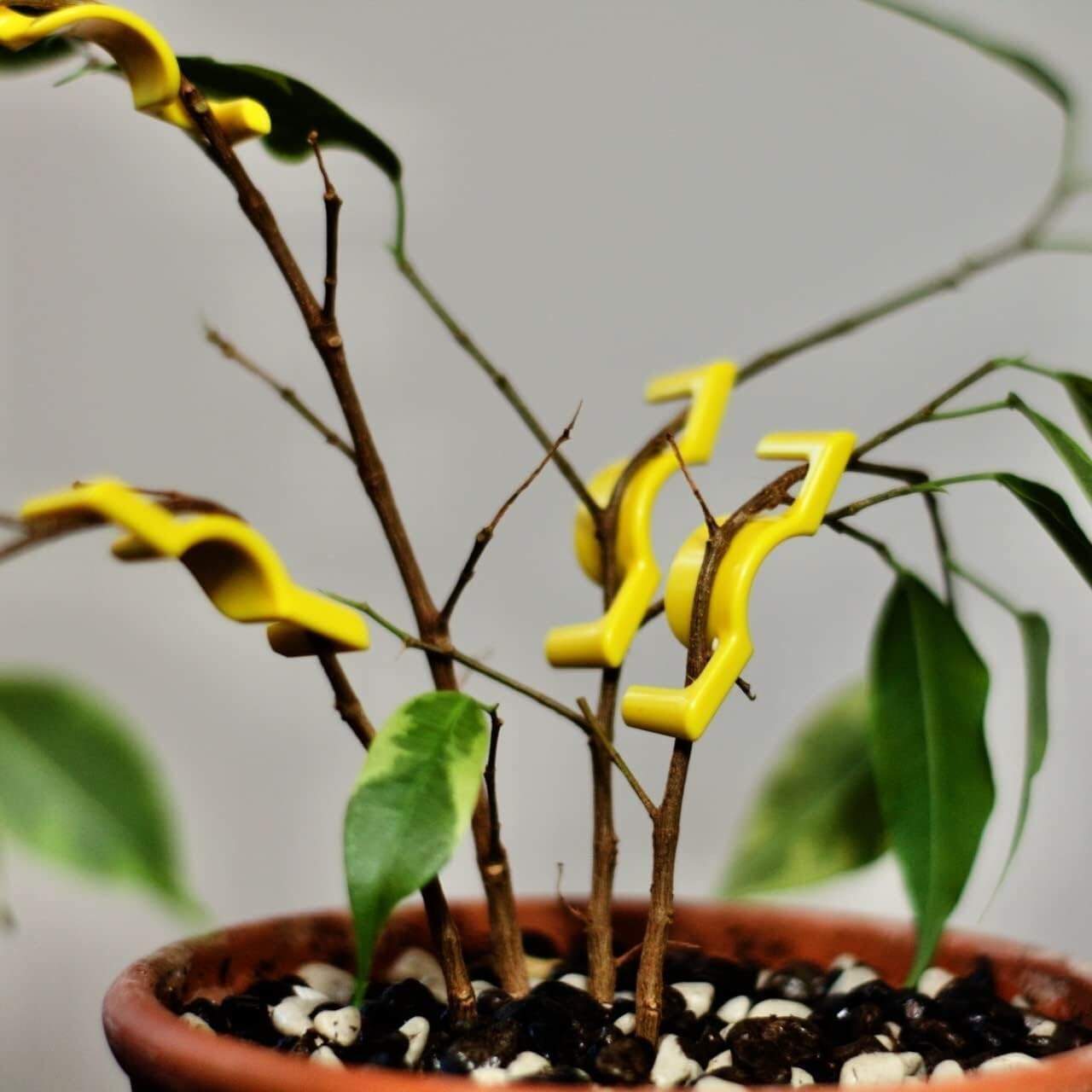 40 Durable BudClips - Enhance Light Penetration & Airflow for Thriving Plants