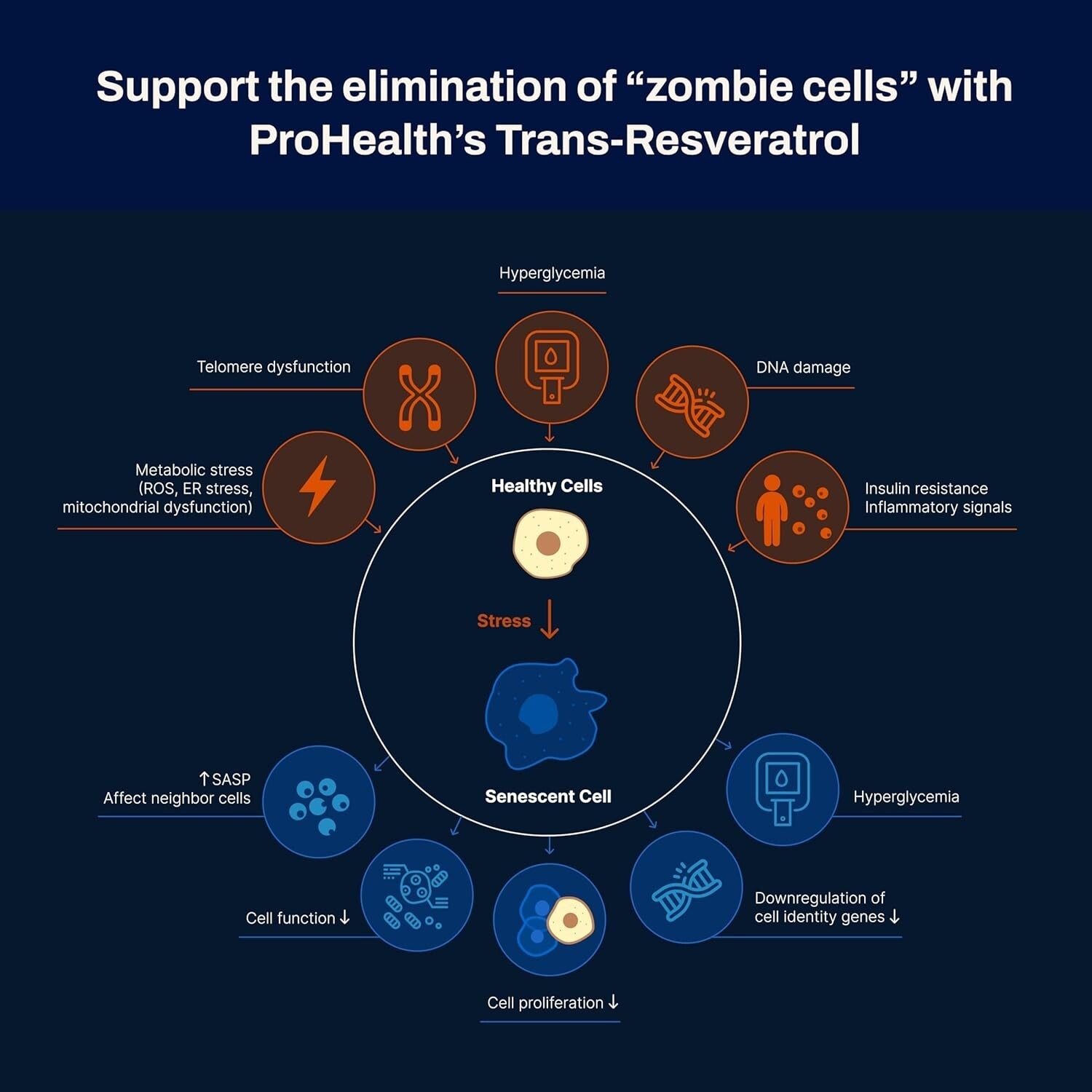 1000mg Trans-Resveratrol Capsules - 99.5% Pure with Enhanced Absorption