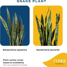 Load image into Gallery viewer, 2-Foot Sansevieria - Live Indoor Snake Plant for Home Décor &amp; Relaxation