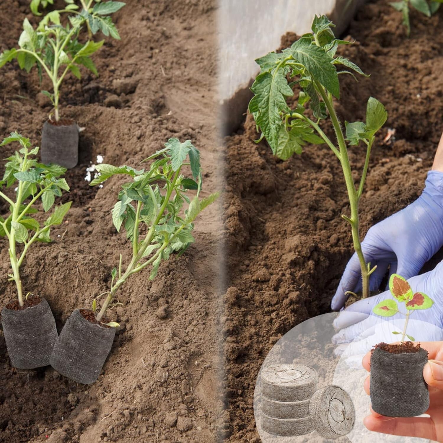 Lightweight 500 Pcs Peat Seed Starter Pods - Perfect for Home & School Gardening