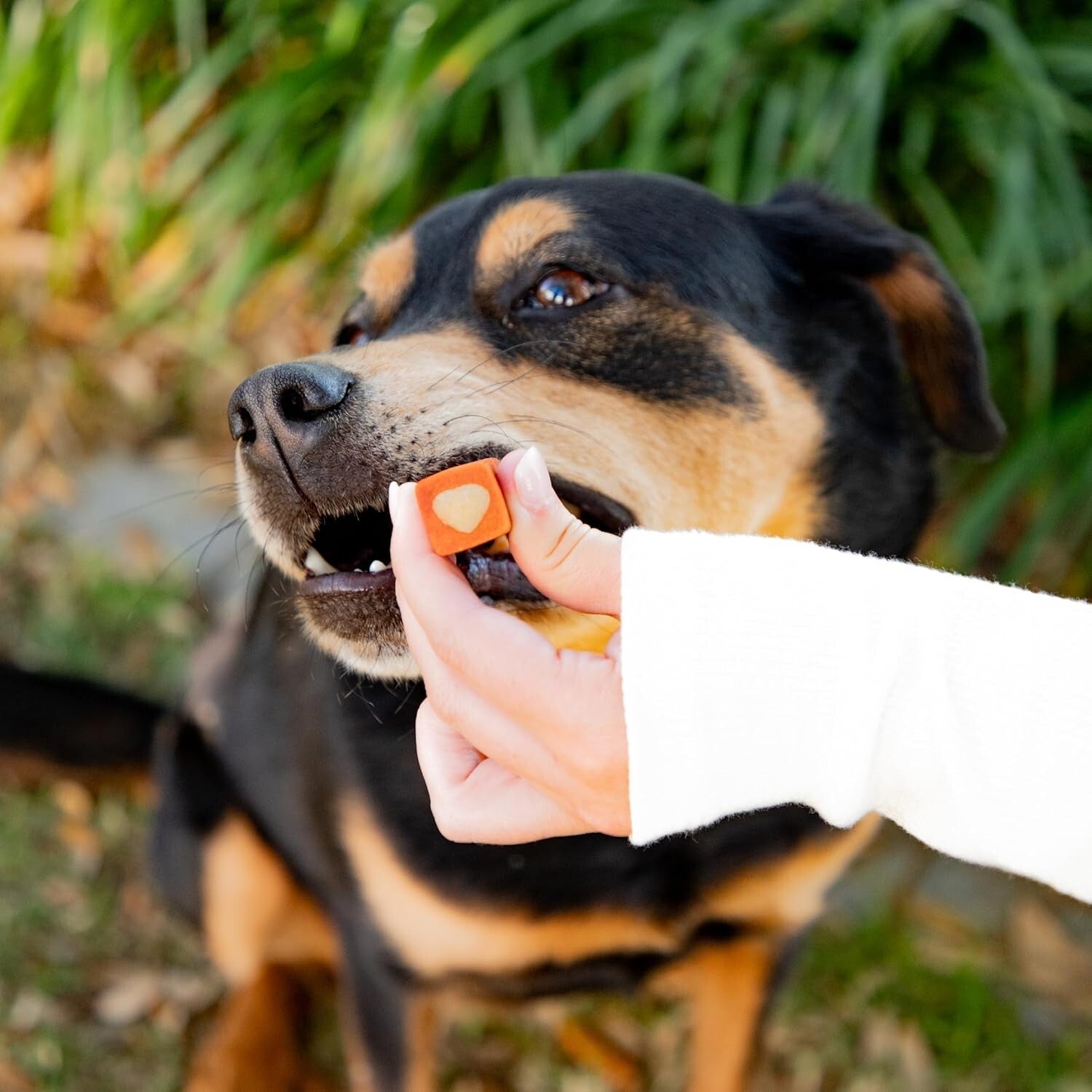 Natural Breath Freshening Dog Chews - Prevent Plaque for Medium Breeds, 54oz