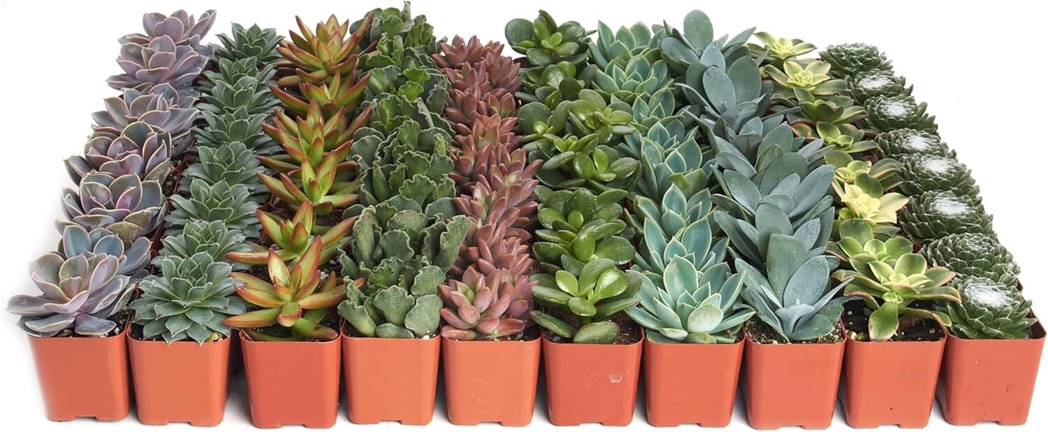 Assorted Live Mini Succulent Collection - 100 Low Maintenance Plants for Gifts