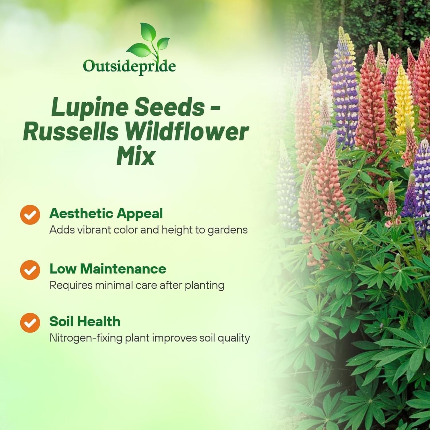 1 lb Mixed Russell Lupine Seeds - Perennial Wildflowers for Pollinator Gardens