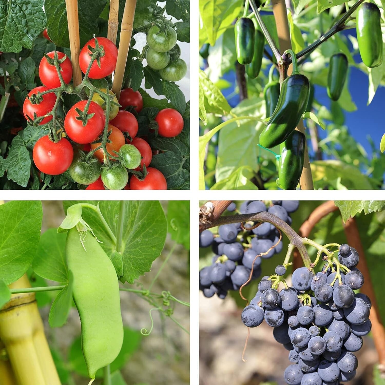 6ft Handmade Bamboo Garden Stakes – Lightweight Natural Support for Vegetables