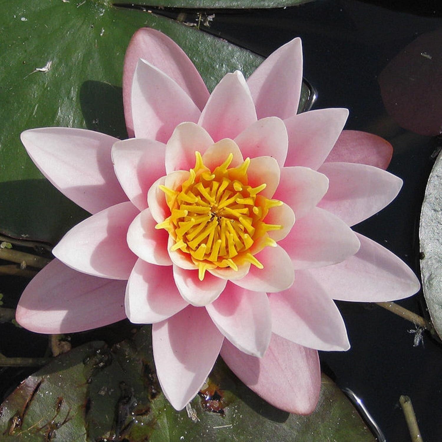 Live Water Lilies - Pink Flowering Rhizome Plant for Thriving Outdoor Spaces