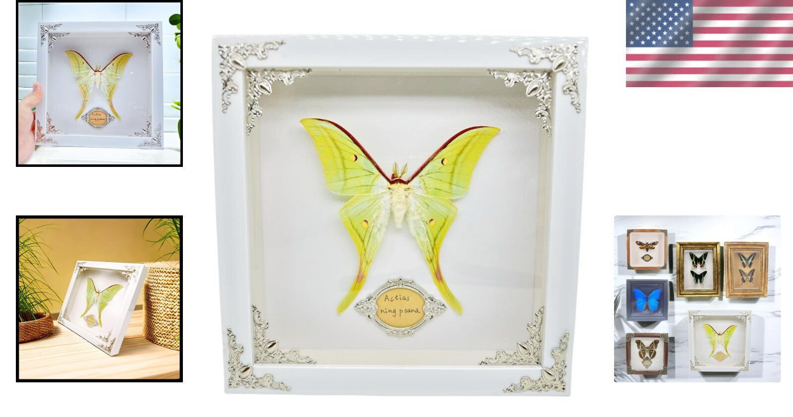 Real Framed Butterfly & Moth Specimens in Solid Wood - Unique Nature Decor