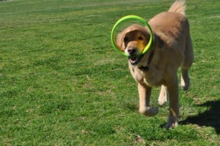 Quickly Exercise Your Dog: Value Pack Flying Ring Launcher & 6 EVA Foam Rings