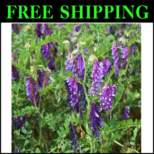 Pollinator Friendly Hairy Vetch Seeds - 10 Lbs for Soil Health & Biodiversity