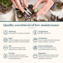 Load image into Gallery viewer, Pastel Succulent Plant Pack - 64 Mini Low-Maintenance Plants for Gifts &amp; Decor