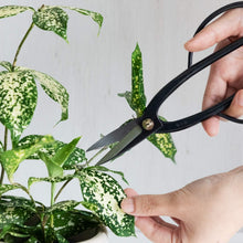Load image into Gallery viewer, Japanese 8-Inch Flower Pruning Shears - Ambidextrous Bonsai Tools for Gardeners