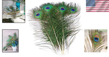 Load image into Gallery viewer, Genuine 100 Pack of Natural Peacock Feathers - Iridescent 16-18 Inch Lengths