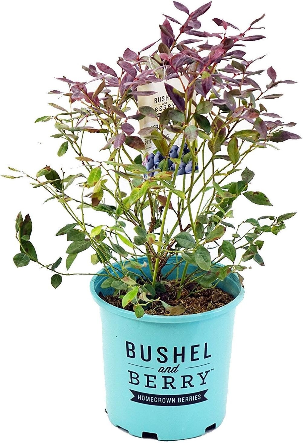 Bushel and Berry Pink Icing Blueberry Edible Shrub - Gorgeous Year-Round Foliage