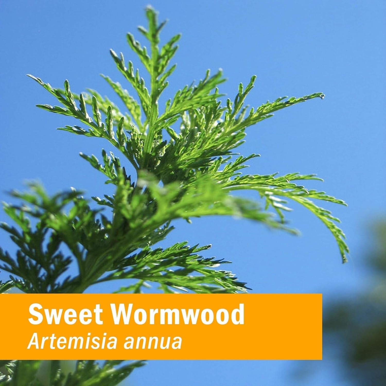 Expertly Crafted 4 oz Organic Sweet Annie Liquid Extract for Optimal Wellness