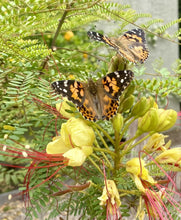 Load image into Gallery viewer, Engaging Butterfly Metamorphosis Kit | 10 Caterpillars &amp; 12" Habitat for Kids