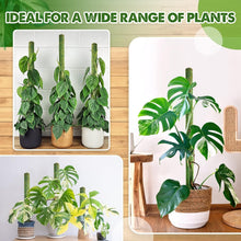 Load image into Gallery viewer, Elegant 22'' Indoor Plant Stakes - Stackable Support Poles for Climbing Plants