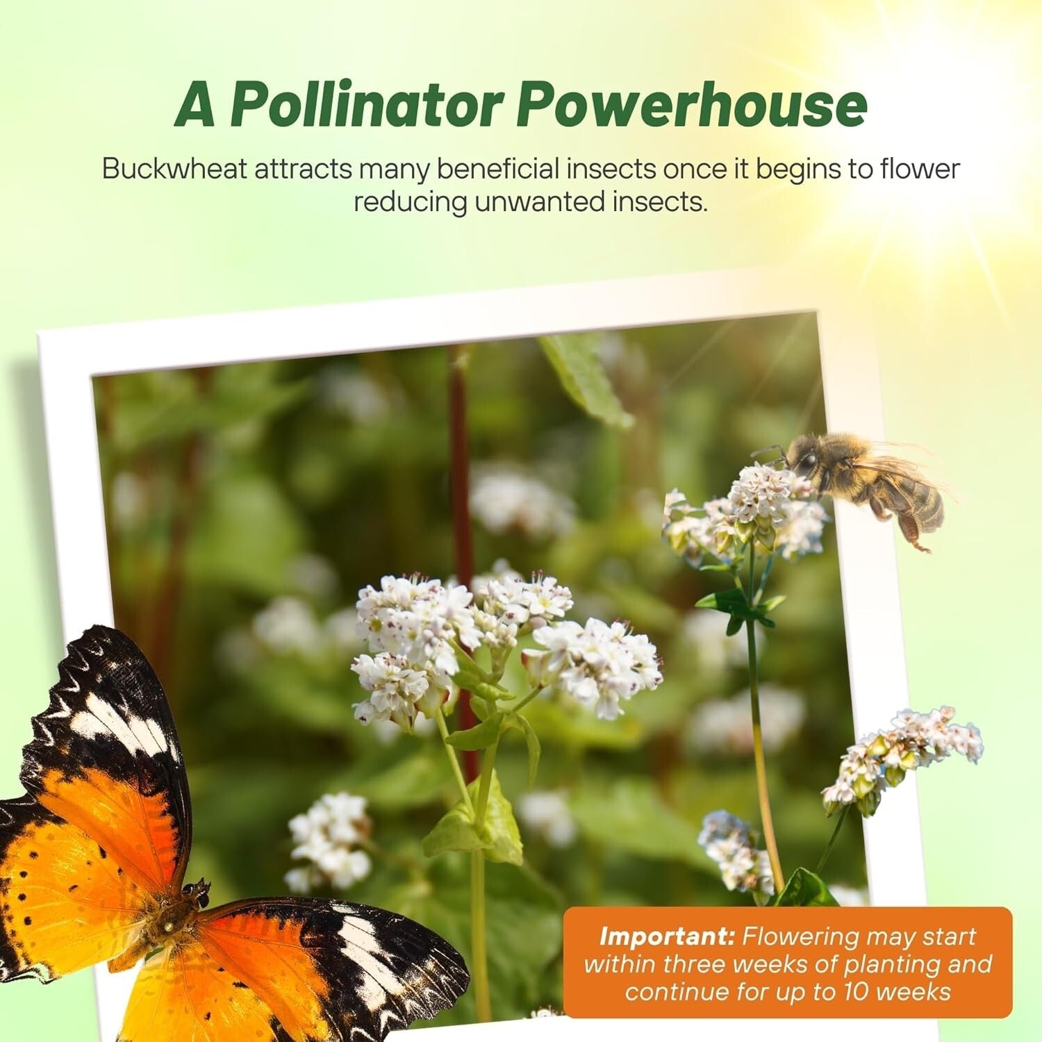 Buckwheat Seeds - 10lbs for Sustainable Cover Crop & Biodiversity Enhancement