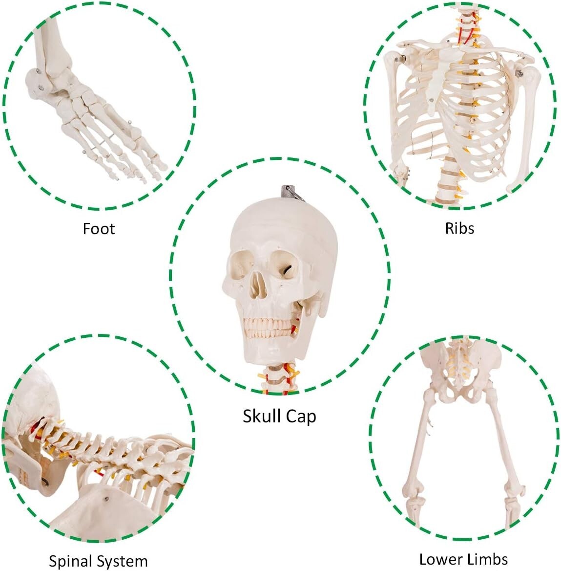 70.8" Life-Size Skeleton Model with Detachable Parts - Ideal for Medical Studies