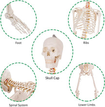 Load image into Gallery viewer, 70.8" Life-Size Skeleton Model with Detachable Parts - Ideal for Medical Studies