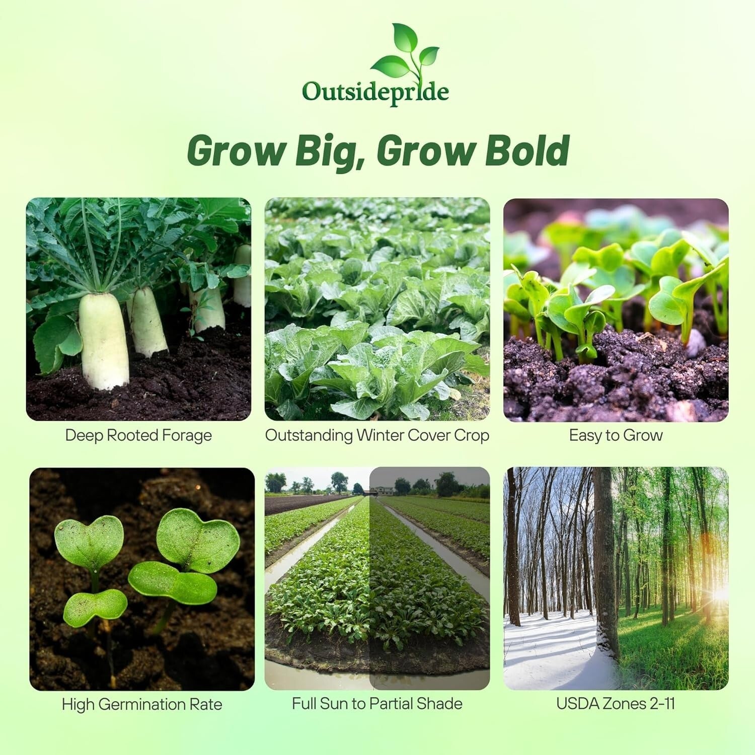 Drought Tolerant 10 lbs. Daikon Radish Seeds - Improve Soil & Grow Fresh Veggies