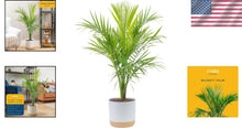 Load image into Gallery viewer, Majestic 3-4 Feet Tall Palm Plant in Elegant Modern Planter - Great Gift Idea