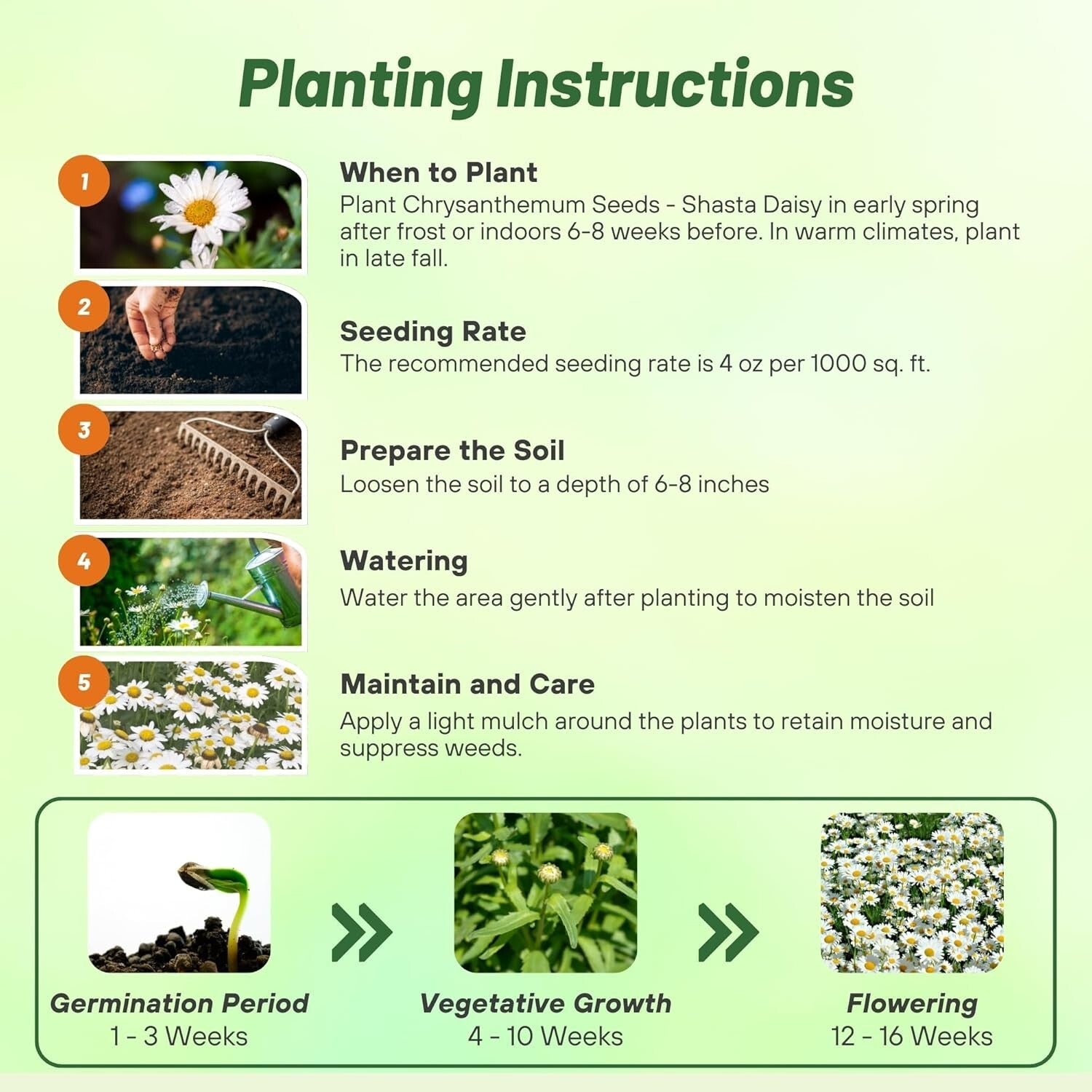 1 Lb. Shasta Daisy Seeds - Perennial, Deer Resistant & Drought Tolerant Flowers