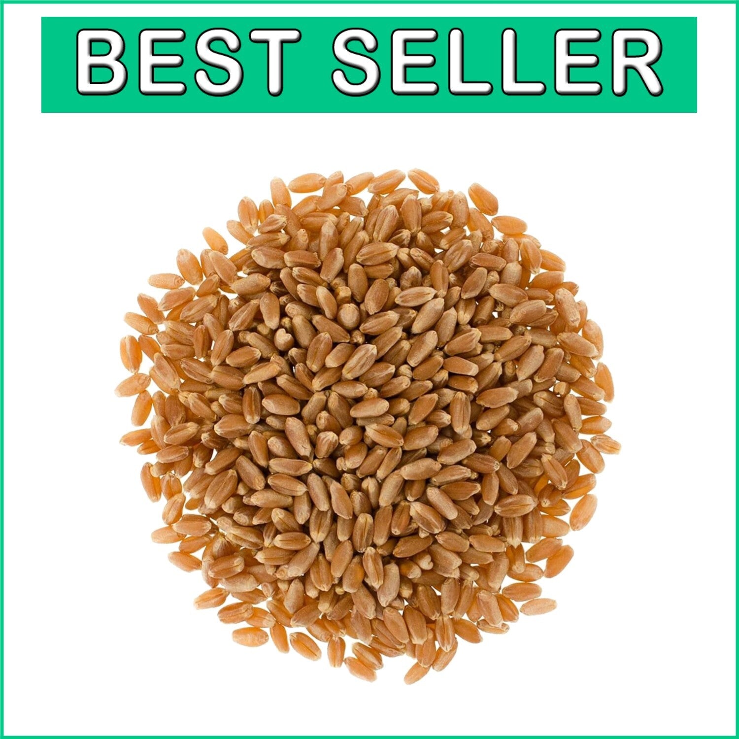 Certified Kosher Non-GMO Wheat Berries | Family Farmed | 18 LBS Premium Quality
