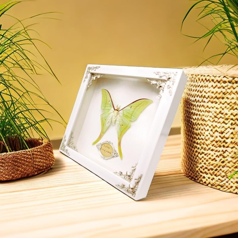 Real Framed Butterfly & Moth Specimens in Solid Wood - Unique Nature Decor