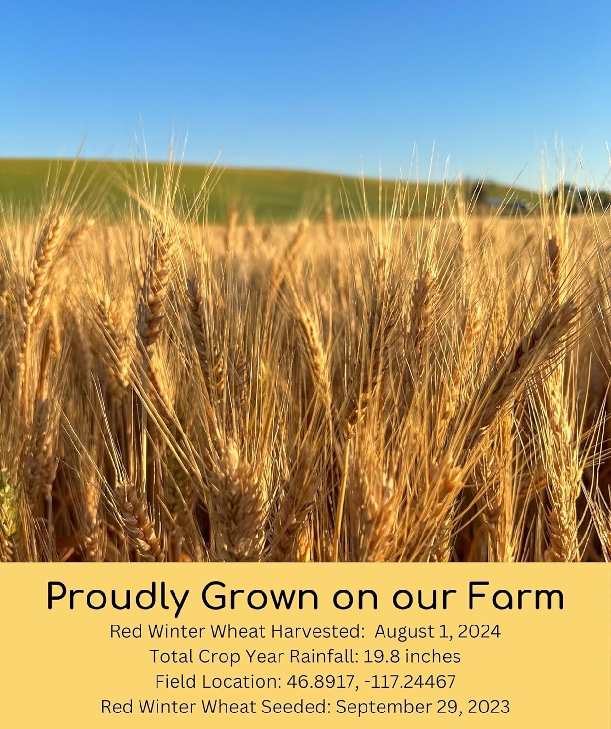 Certified Kosher Non-GMO Wheat Berries | Family Farmed | 18 LBS Premium Quality