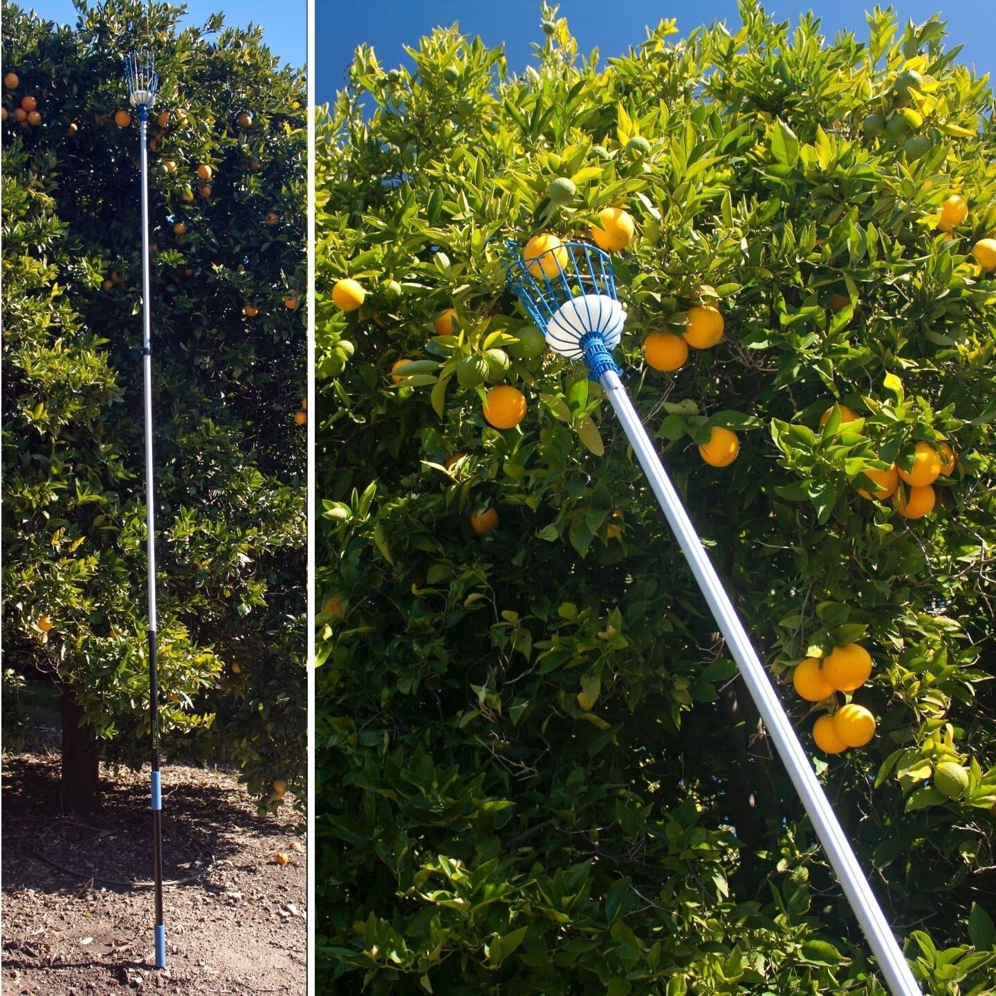 Versatile Fruit Harvesting Tool - 20+ ft Lightweight Aluminum Picker