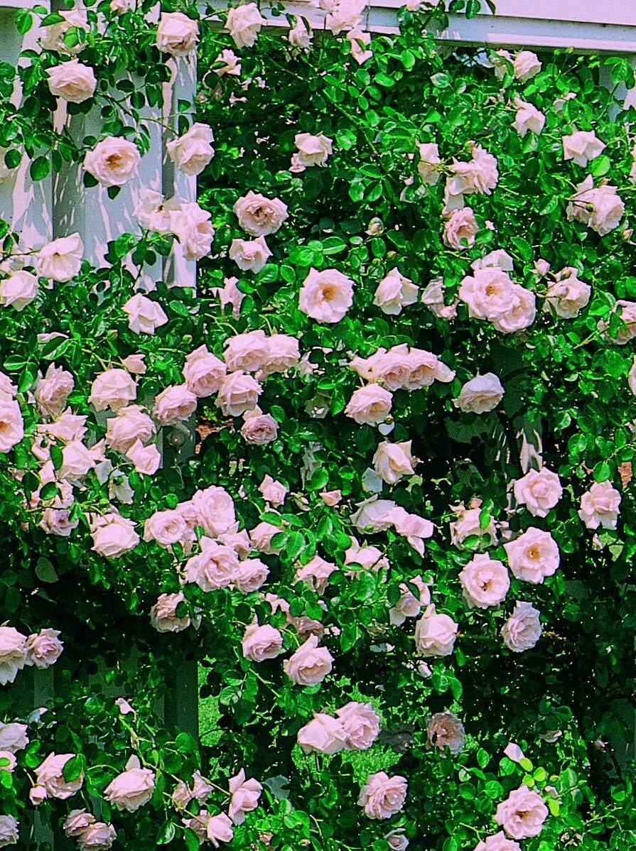 Enchanting Rosa 'New Dawn' Climbing Rose - Double Blooms & Butterfly Attraction