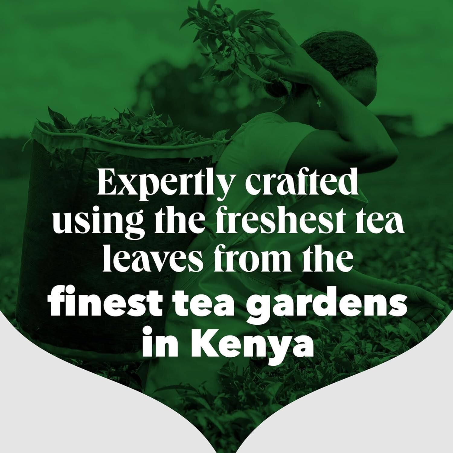 Premium Pyramid Tea Bags - 1100 Count Everyday Tea for Catering & Tea Breaks